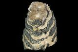Partial Southern Mammoth Molar - Hungary #123671-1